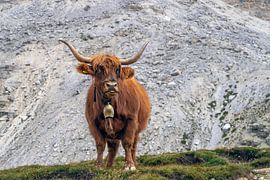 Schottischer Hochländer in den Dolomiten von Willem Hoogsteen