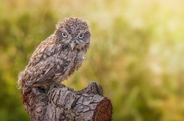 Little owl