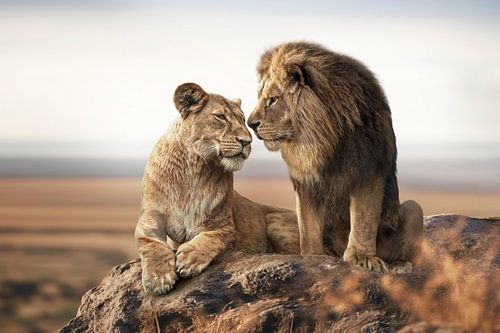LionLove