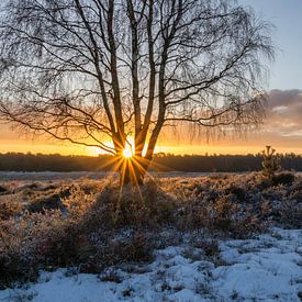 Sonnenstrahlen in der Heide von Hoorneboeg von Connie de Graaf