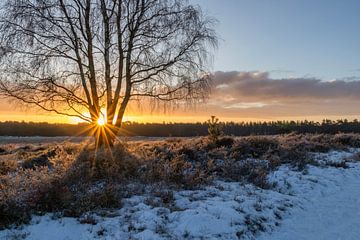 Sonnenstrahlen in der Heide von Hoorneboeg von Connie de Graaf