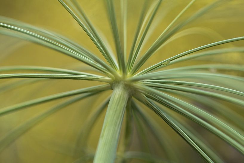 Dill | Zweig mit einer Blattlaus von Marianne Twijnstra