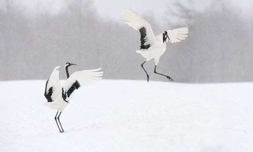 Red Crowned Cranes II