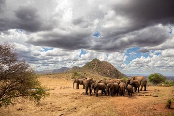 Herd of elephants in the savannah Kenya, Africa by Fotos by Jan Wehnert