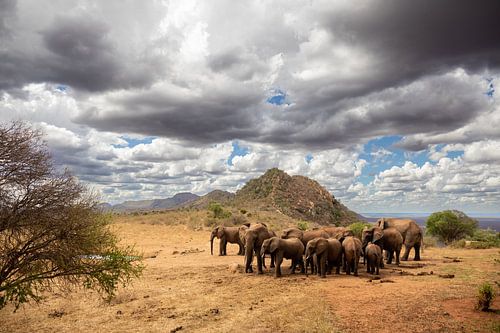 Kudde olifanten op de savanne Kenia, Afrika