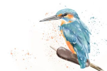 Eisvogel Aquarellieren von TribusDesign