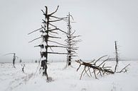Verbrande bomen in sneeuwlandschap van Michel Lucas thumbnail