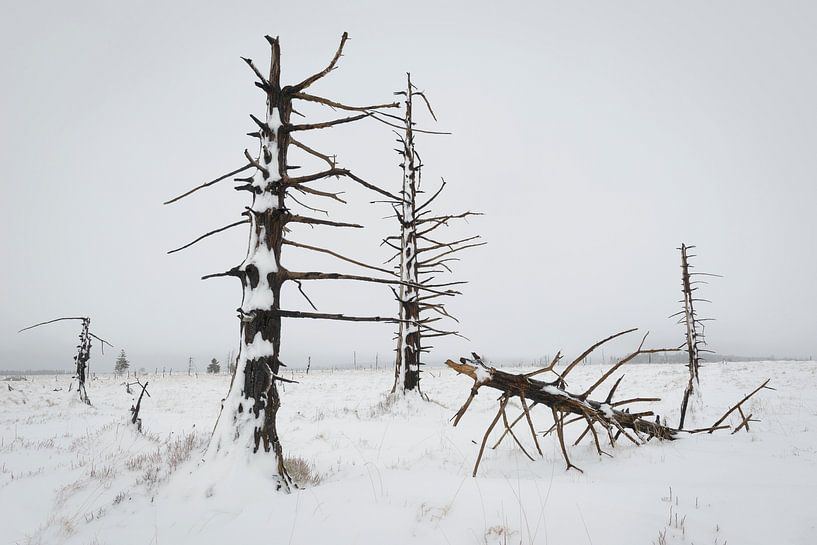 Verbrande bomen in sneeuwlandschap van Michel Lucas