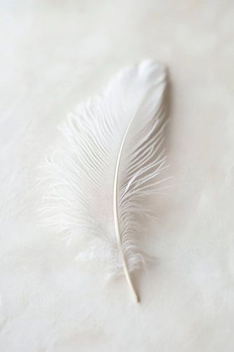 Delicate witte veer op een lichte achtergrond