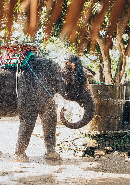 Douche éléphant par Truckpowerr