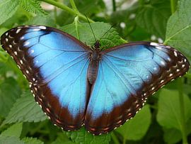 Blauwe vlinder Macro by Anita Tromp