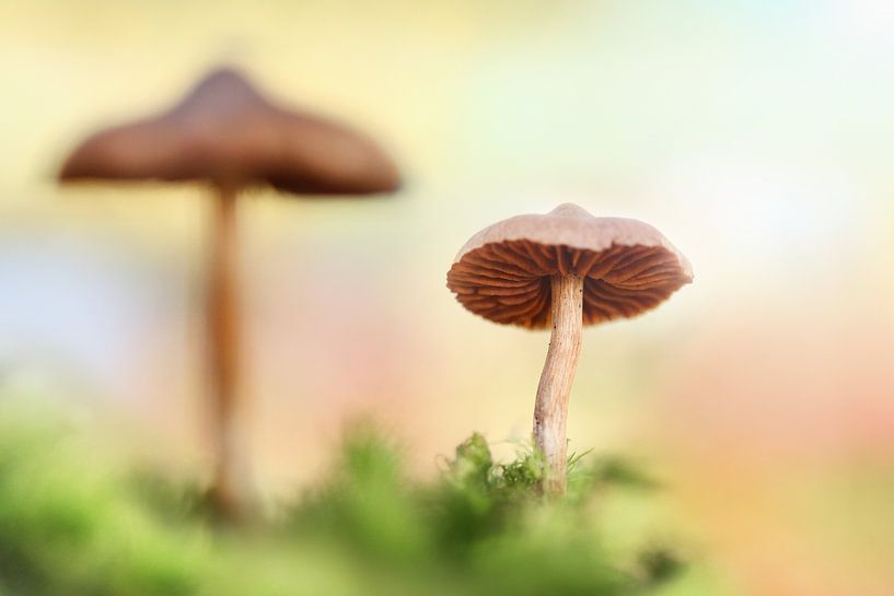 The little mushrooms van Michelle Zwakhalen