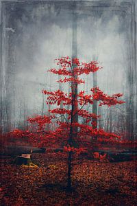 Arbre miraculeux