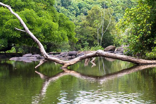 Natuurlijke brug over de Sipaliwinirivier