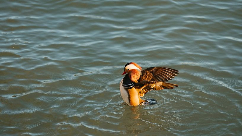 Elegante Mandarijneend (Aix galericulata) in warm avondlicht van Diederik De Mezel