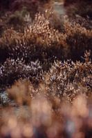 Kalmthoutse heide