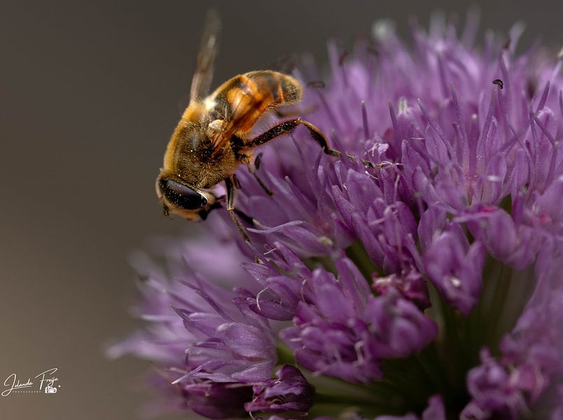 Deep purple by Jolanda Freije Fotografie