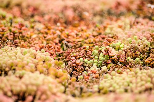 Sedum landscape on a green roof