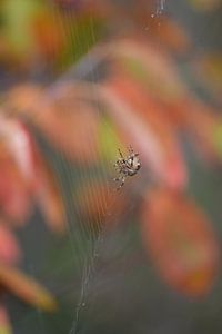 Spin in herfstpalet