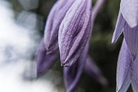 Blume II - Funkie von Michael Schulz-Dostal