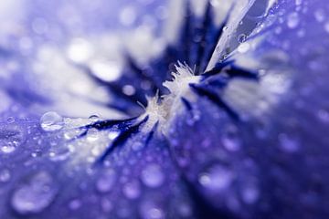 droplets on a blue - purple violet