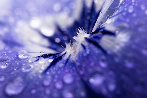 Gouttes sur une violette bleue - violette
