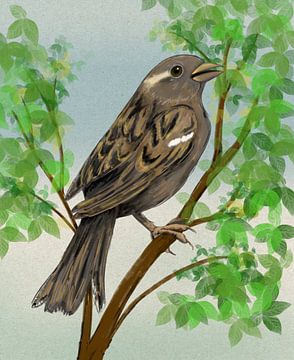 House sparrow digital drawing by Bianca Wisseloo