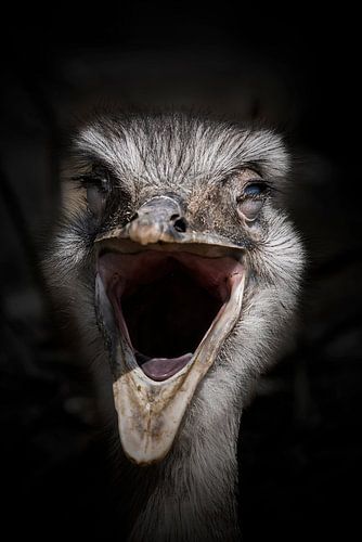 Autruche rieuse