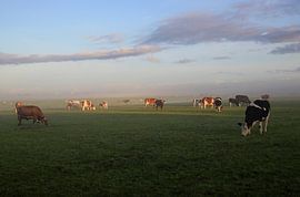 Cows in the morning by Mariska Vonk