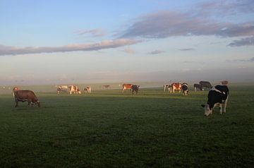 Koeien in de ochtend van Mariska Vonk