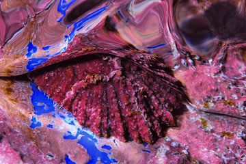 Crimson Shell on Blue Reef