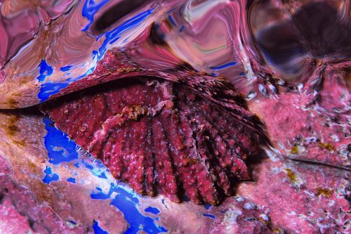 Purpurrote Muschel auf blauem Riff