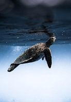 A turtle in its underwater world