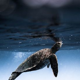 A turtle in its underwater world by MADK