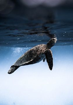 Een schildpad in zijn onderwaterwereld van MADK