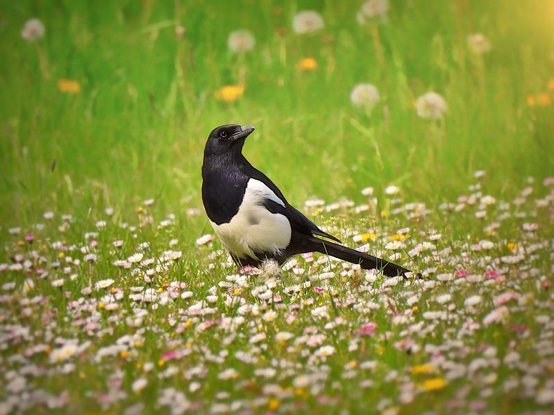 Elster in einem Meer von Gänseblümchen (Farbe) von Maickel Dedeken