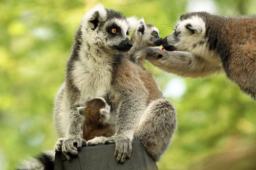 Ringstaartmaki-familie 2