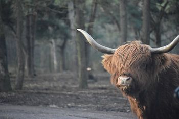 Scottish Highlander looks at you