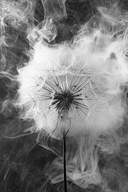 Natural dramatic tension: Smoke billows from a fluffy ball by Marjolijn van den Berg