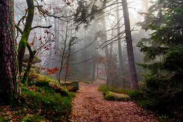 Mystischer Wald in den Vogesen von Tanja Voigt