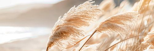 Poetry by the sea - Pampas grass coastline by Melanie Viola