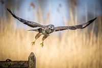 Ein Bussard auf der Jagd nach seiner Beute.