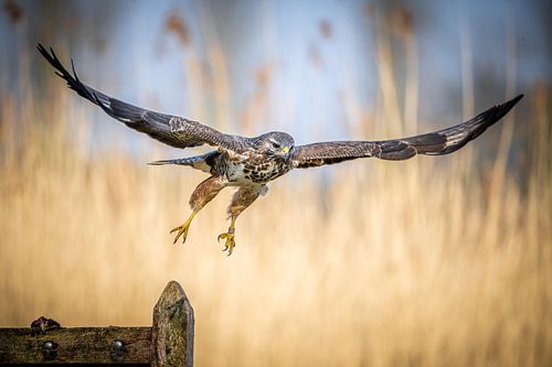 A buzzard coming to fly on its prey.