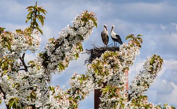 Lente bij het ooievaarsnest van georgfotoart