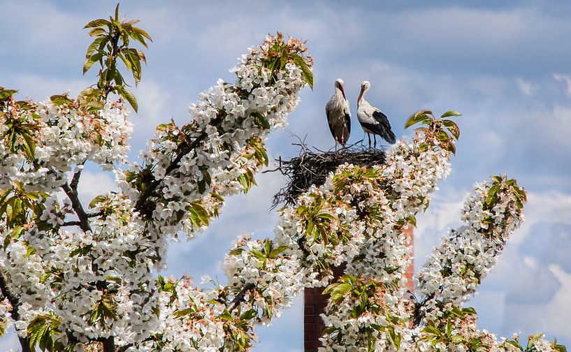 Lente bij het ooievaarsnest van georgfotoart