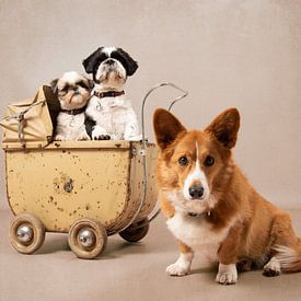 Twee Shih tzu's en een Gorki, in een vintage kinderwagen van Wendy van Kuler Fotografie