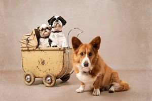 Zwei Shih tzu und ein Gorki, in einem alten Kinderwagen