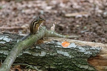 SIbirisches Eichhörnchen in Tlburg von Merijn Loch