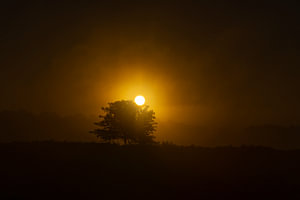 Die Drentse Heide bei Sonnenaufgang