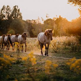 Kudde Konik paarden in natuurgebied tijdens zonsondergang van Yvette Baur